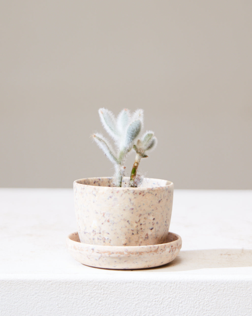 KANSO MINI PLANTER Coffee Bean Husk, Small 3 Inch