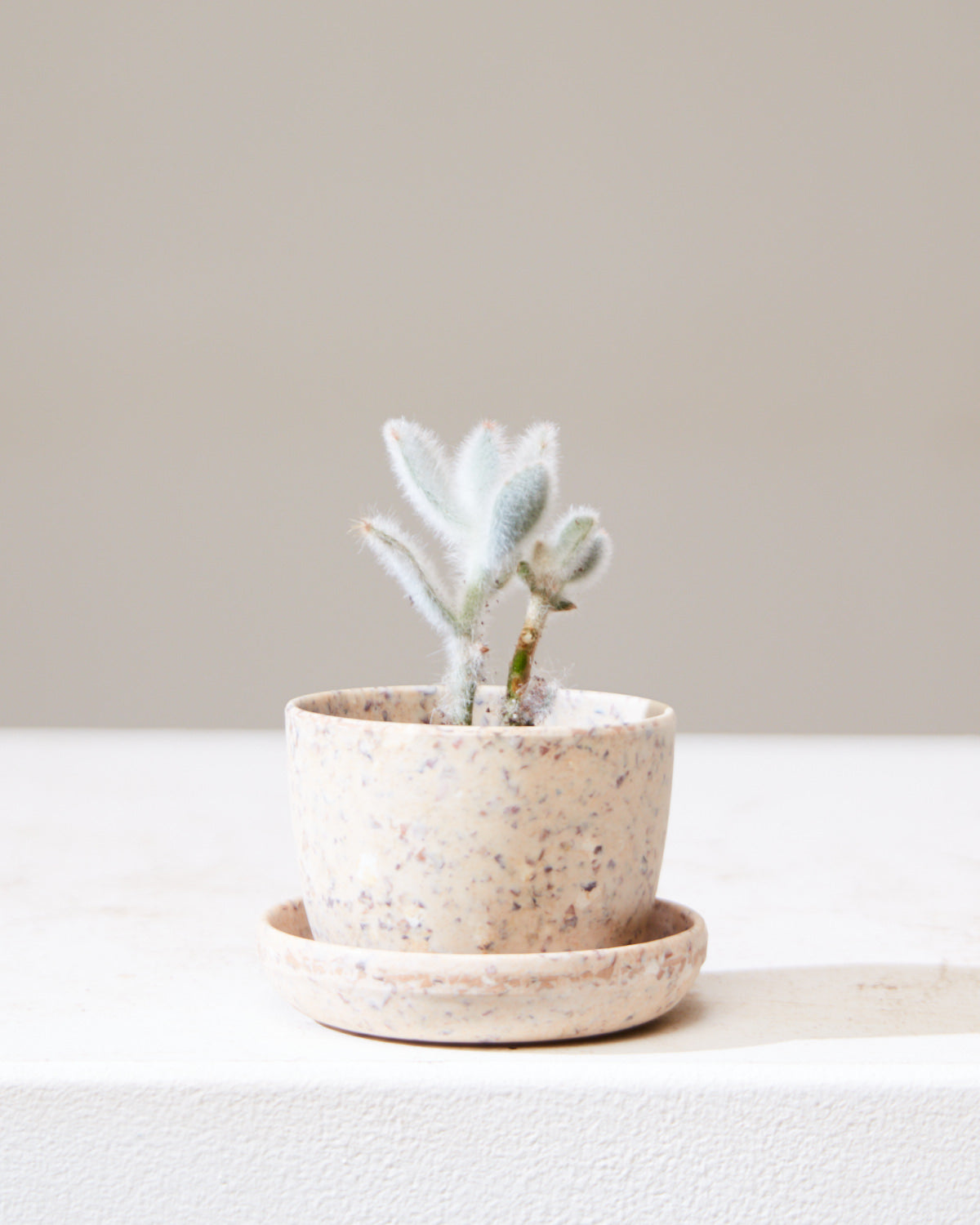 KANSO MINI PLANTER Coffee Bean Husk, Small 3 Inch