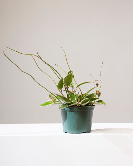 Variegated Waxvine: Hoya macrophylla - 6 inch pot