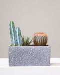 CACTUS & SUCCULENT TRIO! Potted in Terrazzo Planter 8.25"x4.25”x4"