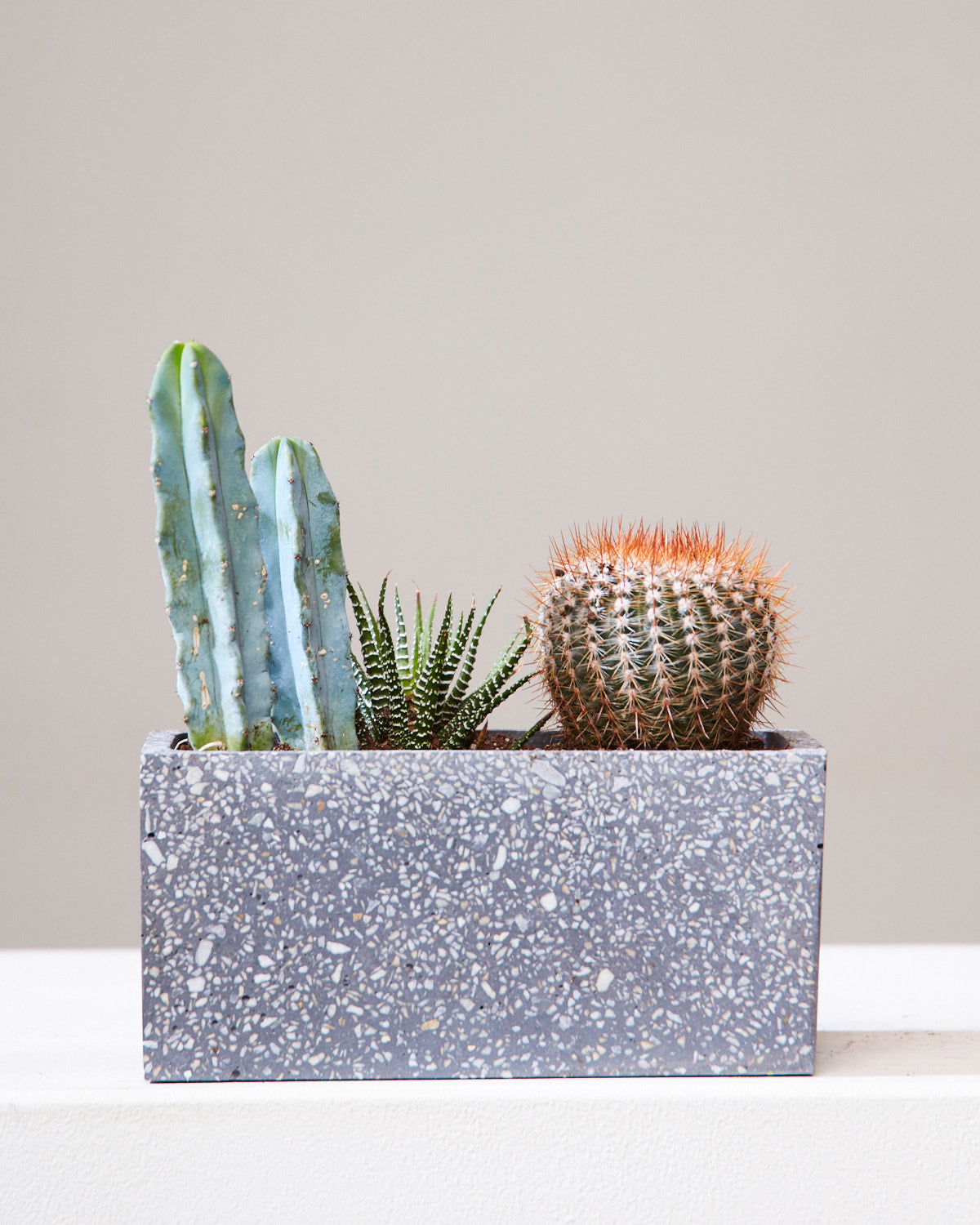 CACTUS & SUCCULENT TRIO! Potted in Terrazzo Planter 8.25"x4.25”x4"