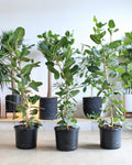 Ficus Audrey Column: Ficus benghalensis - 14 inch pot - 5-6 foot tall