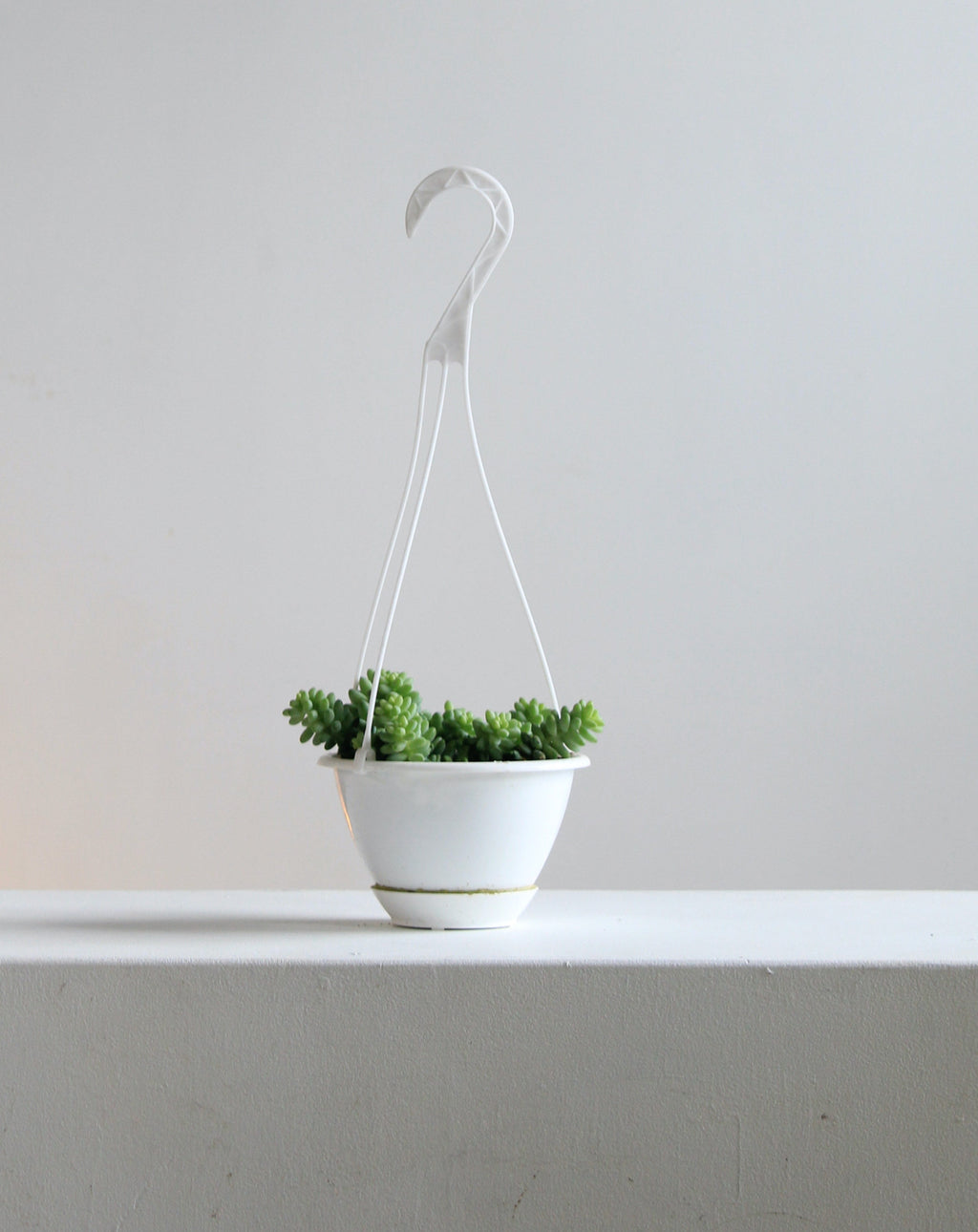 Burro's Tail: Sedum morganianum - 5 inch hanging basket