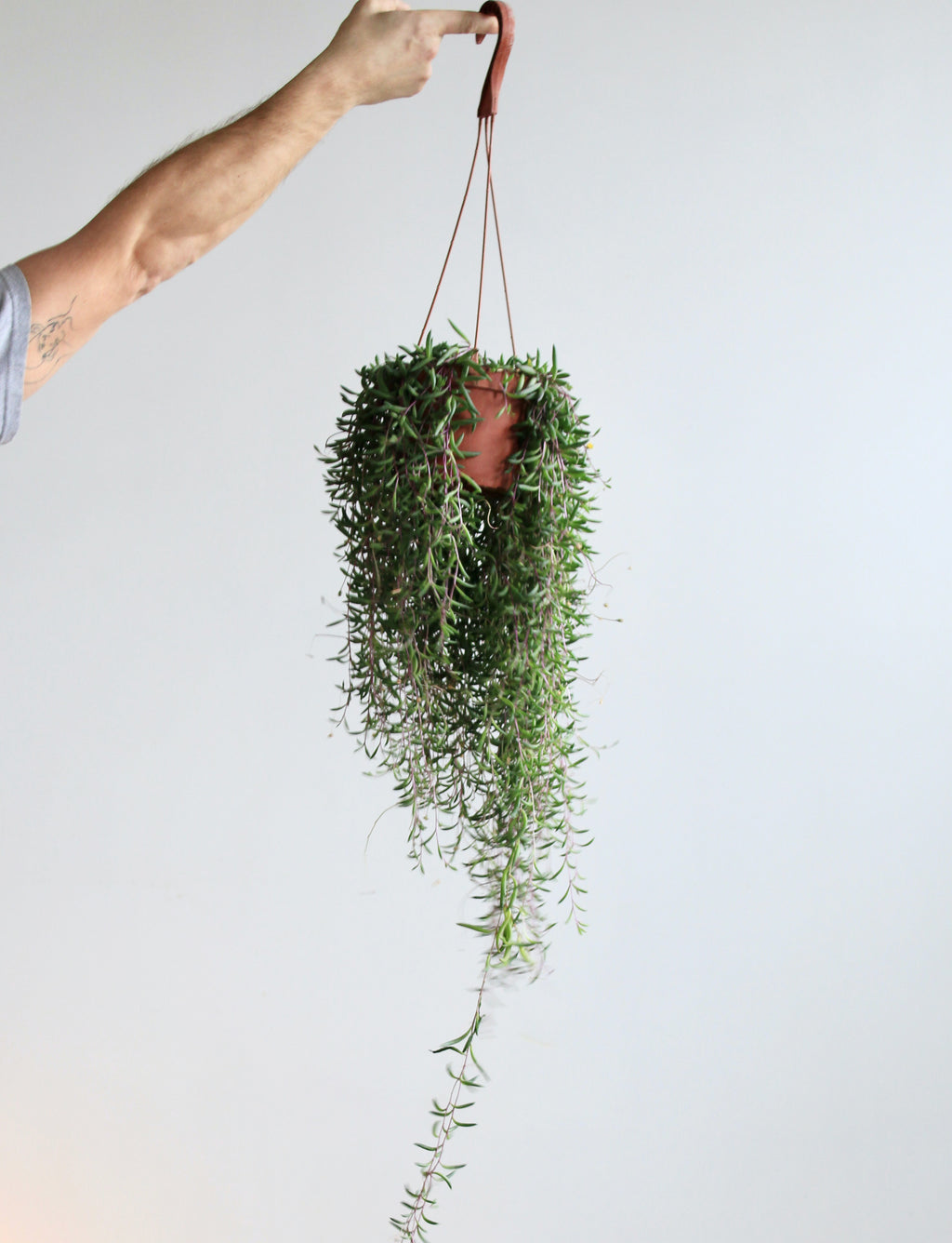 OTHONNA CAPENSIS 'LITTLE PICKLES' 6" HANGING BASKET