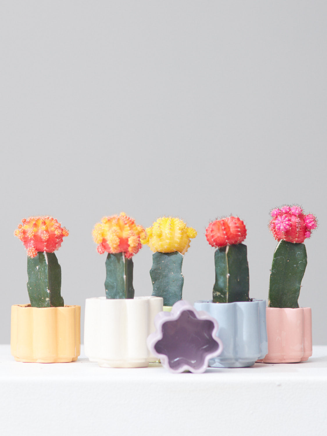 HIGH NOON ARTIST EDITION PLANTER - ROSE, Small 2 Inch