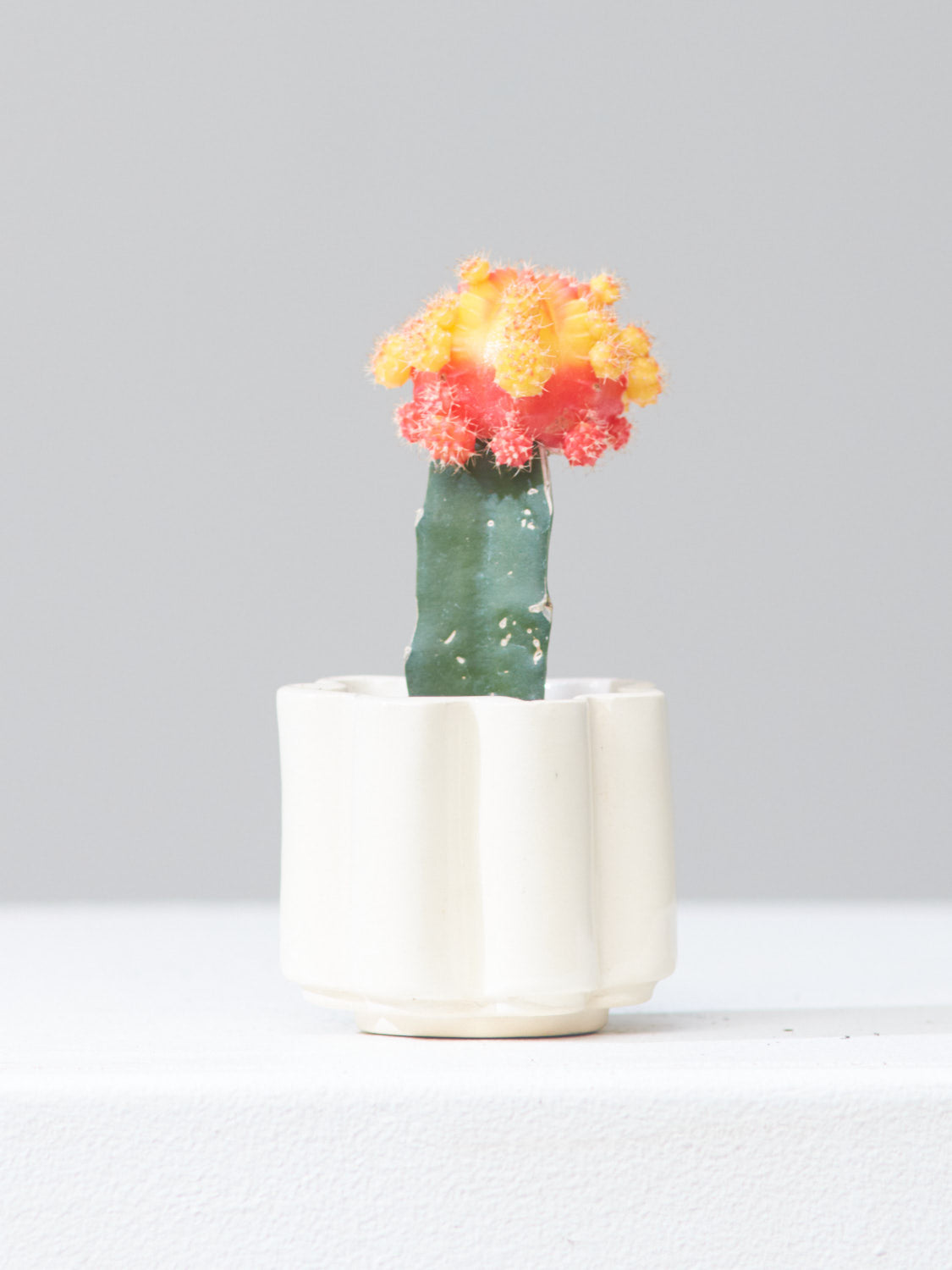 *PRE-ORDER* HIGH NOON ARTIST EDITION PLANTER - OAT MILK, Small 2 Inch