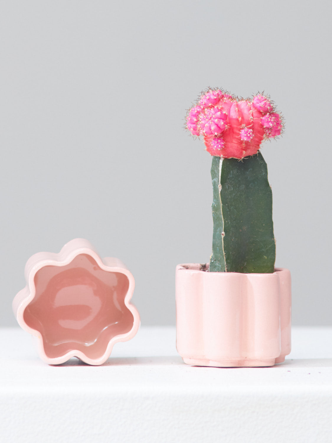 HIGH NOON ARTIST EDITION PLANTER - ROSE, Small 2 Inch