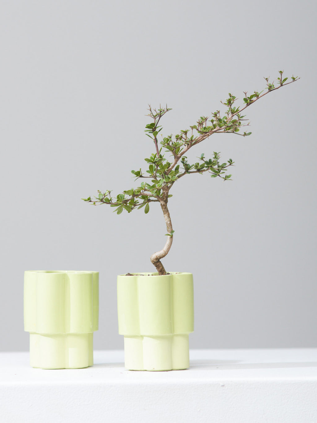 HIGH NOON ARTIST EDITION PLANTER - MATCHA, Small 3 Inch