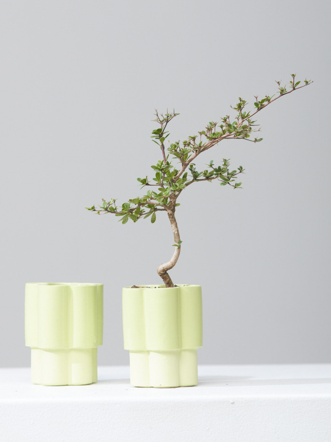 HIGH NOON ARTIST EDITION PLANTER - MATCHA, Small 3 Inch