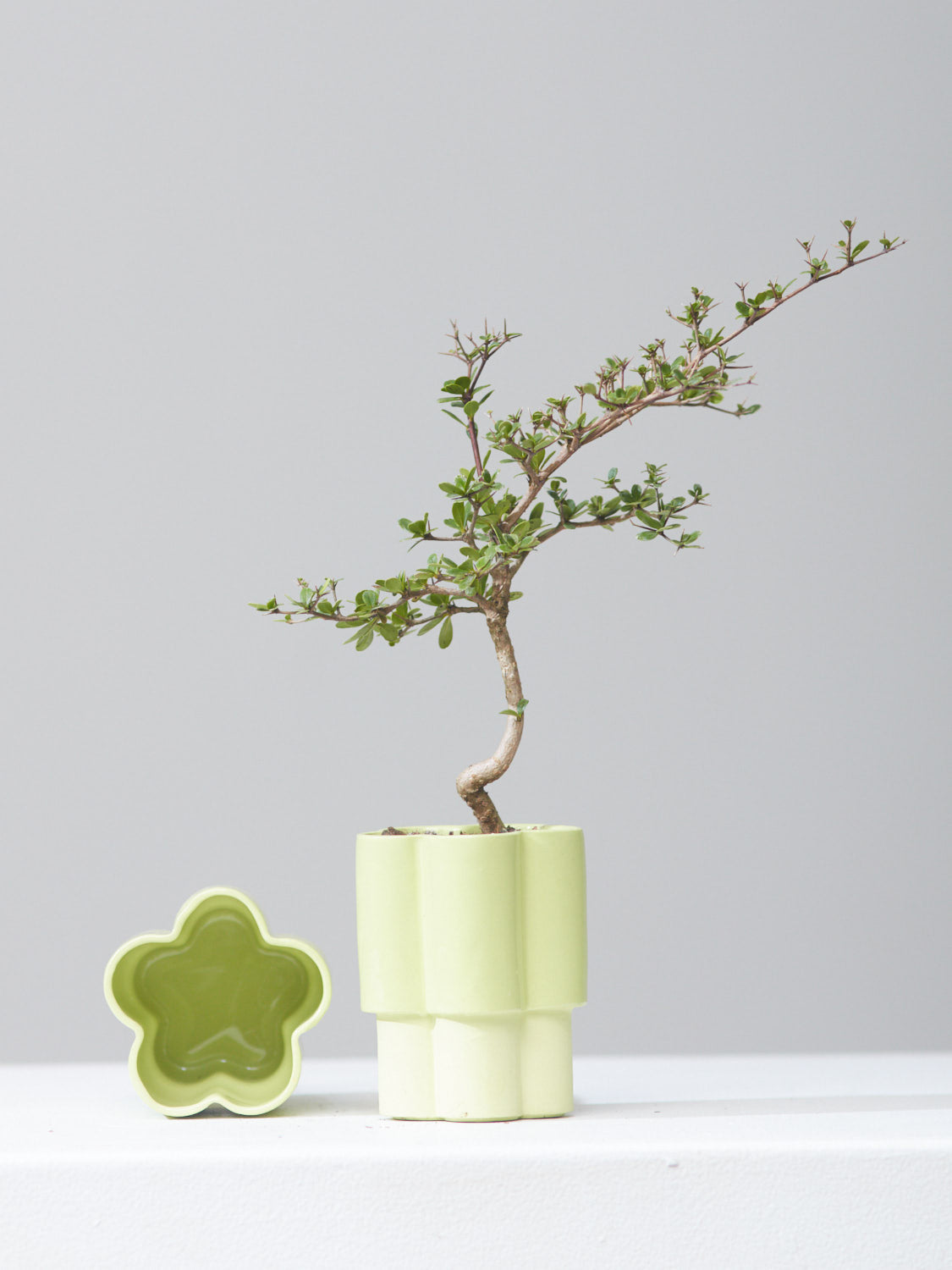HIGH NOON ARTIST EDITION PLANTER - MATCHA, Small 3 Inch