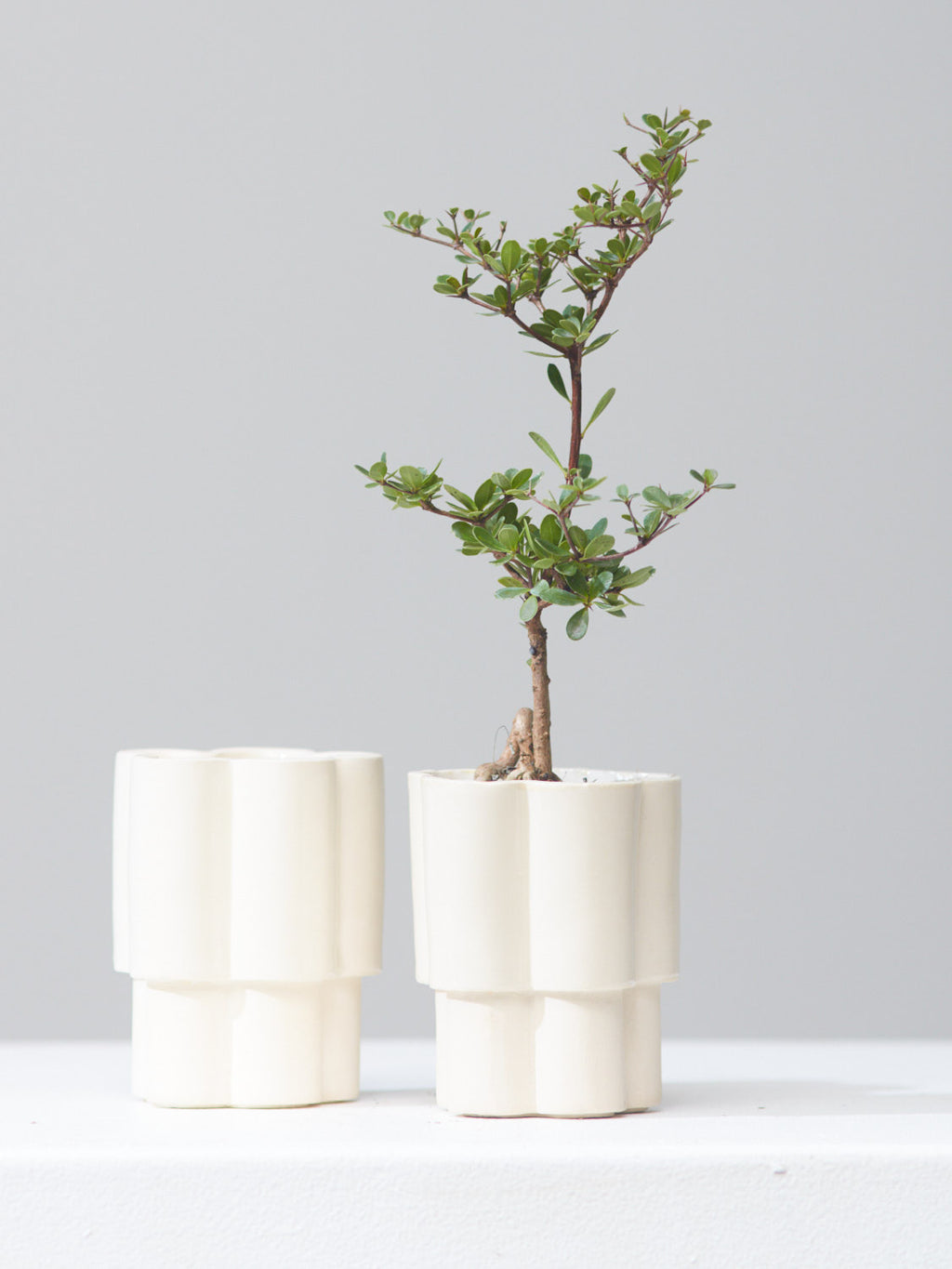 *PRE-ORDER* HIGH NOON ARTIST EDITION PLANTER - OAT MILK, Small 3 Inch