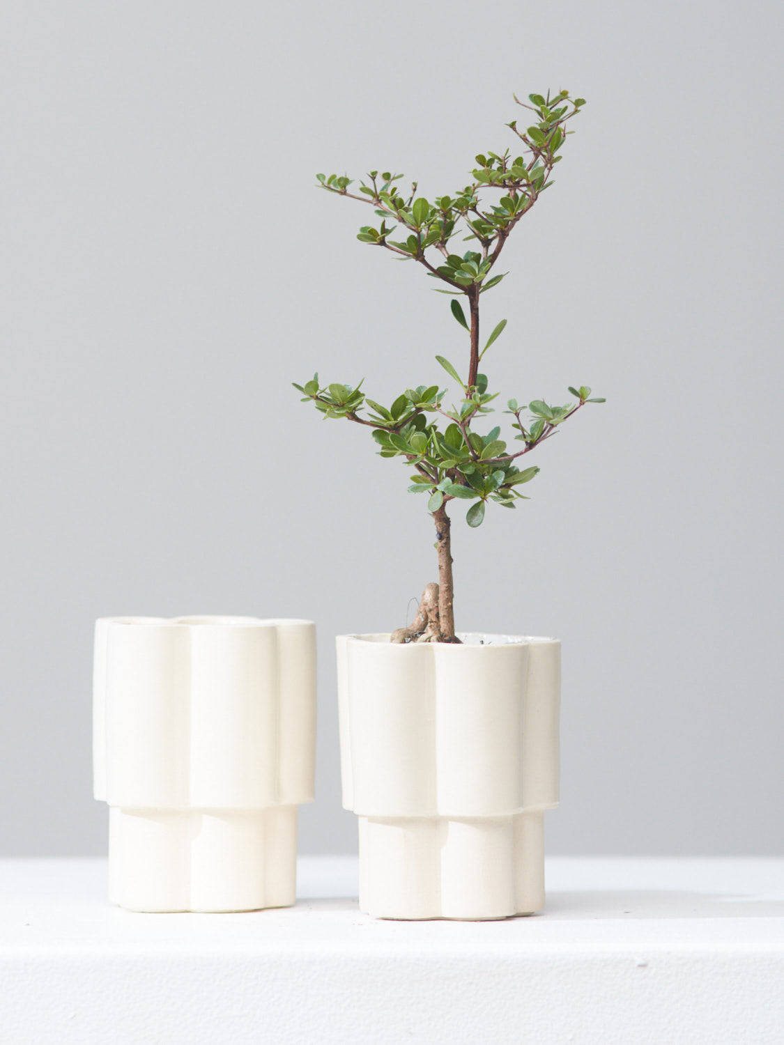 *PRE-ORDER* HIGH NOON ARTIST EDITION PLANTER - OAT MILK, Small 3 Inch