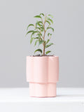 HIGH NOON ARTIST EDITION PLANTER - ROSE, Small 3 Inch