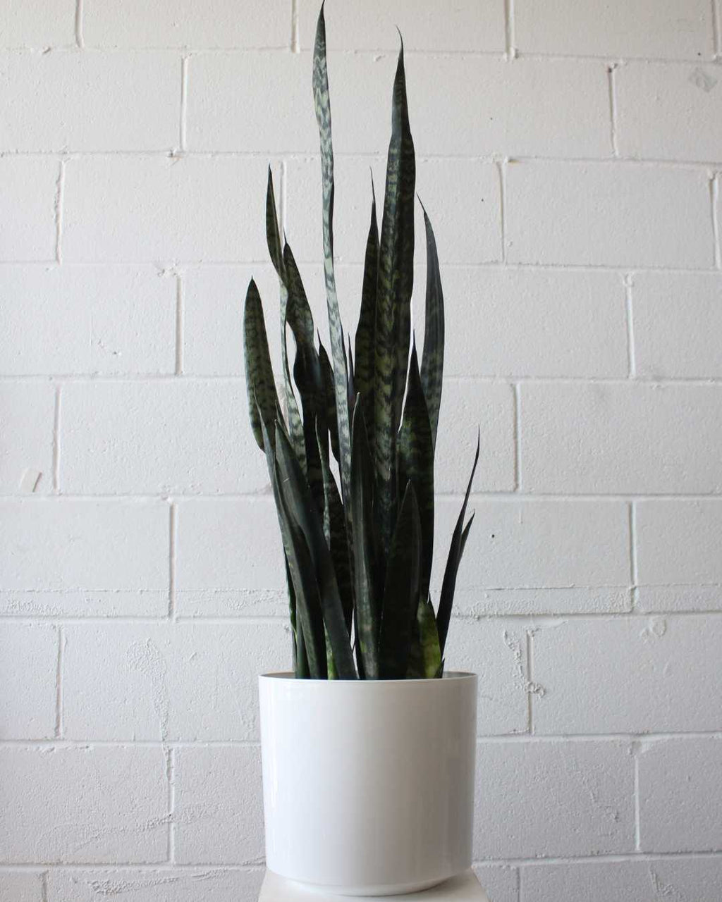 Black Coral Snake Plant: Sansevieria trifasciata - 8 inch pot - 2 foot tall