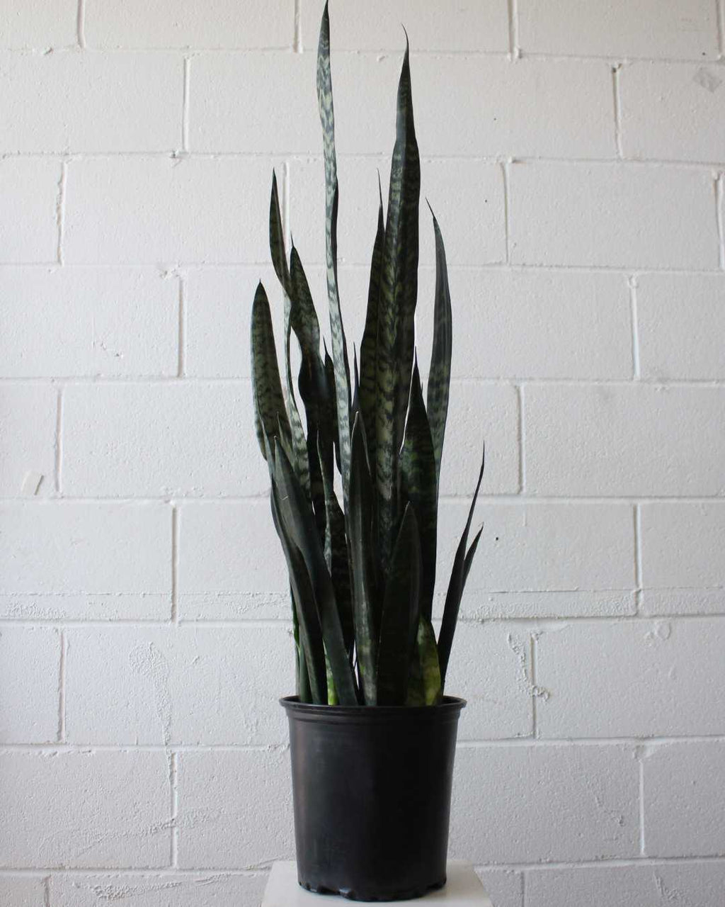 Black Coral Snake Plant: Sansevieria trifasciata - 8 inch pot - 2 foot tall