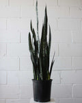 Black Coral Snake Plant: Sansevieria trifasciata - 8 inch pot - 2 foot tall
