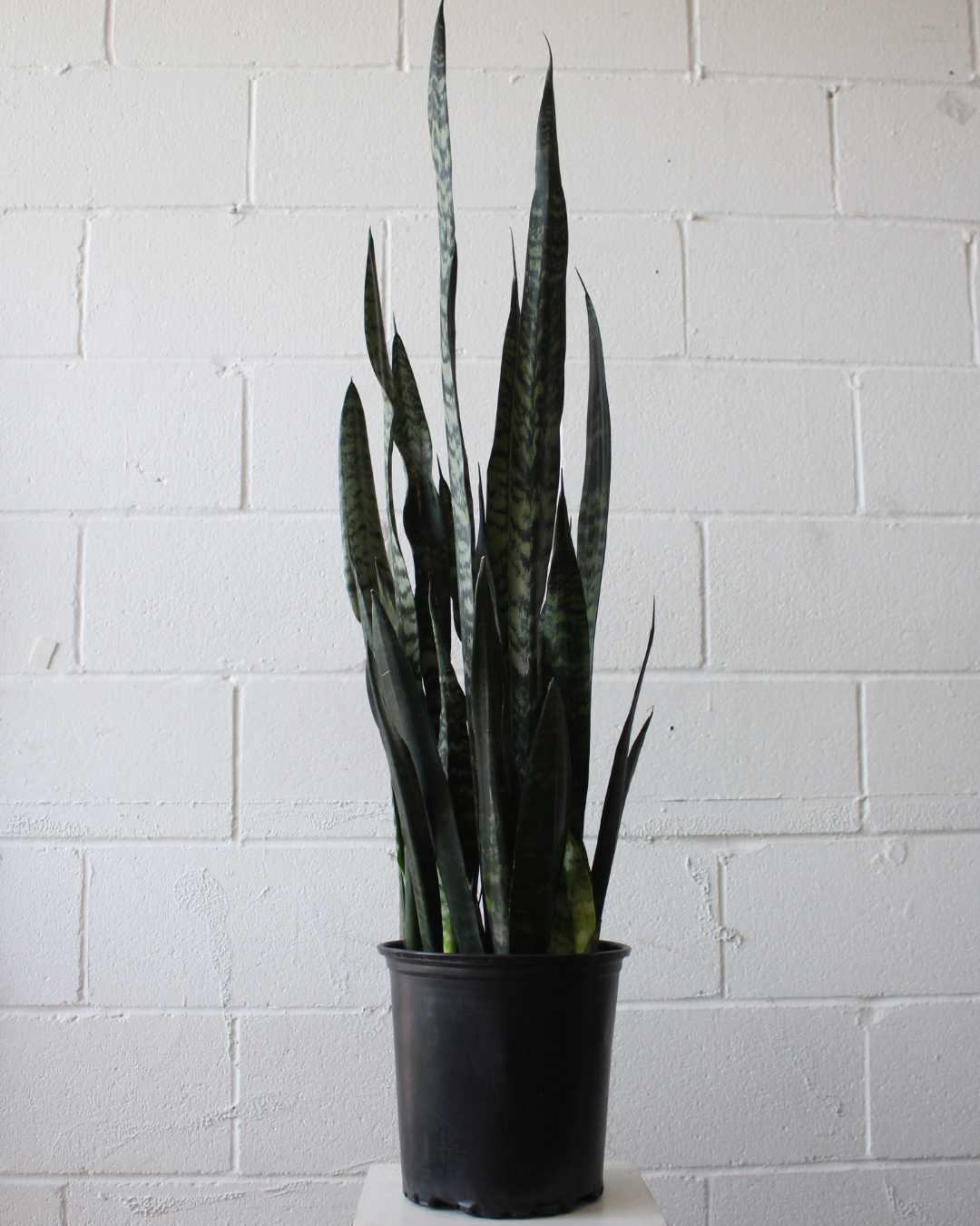 Black Coral Snake Plant: Sansevieria trifasciata - 8 inch pot - 2 foot tall