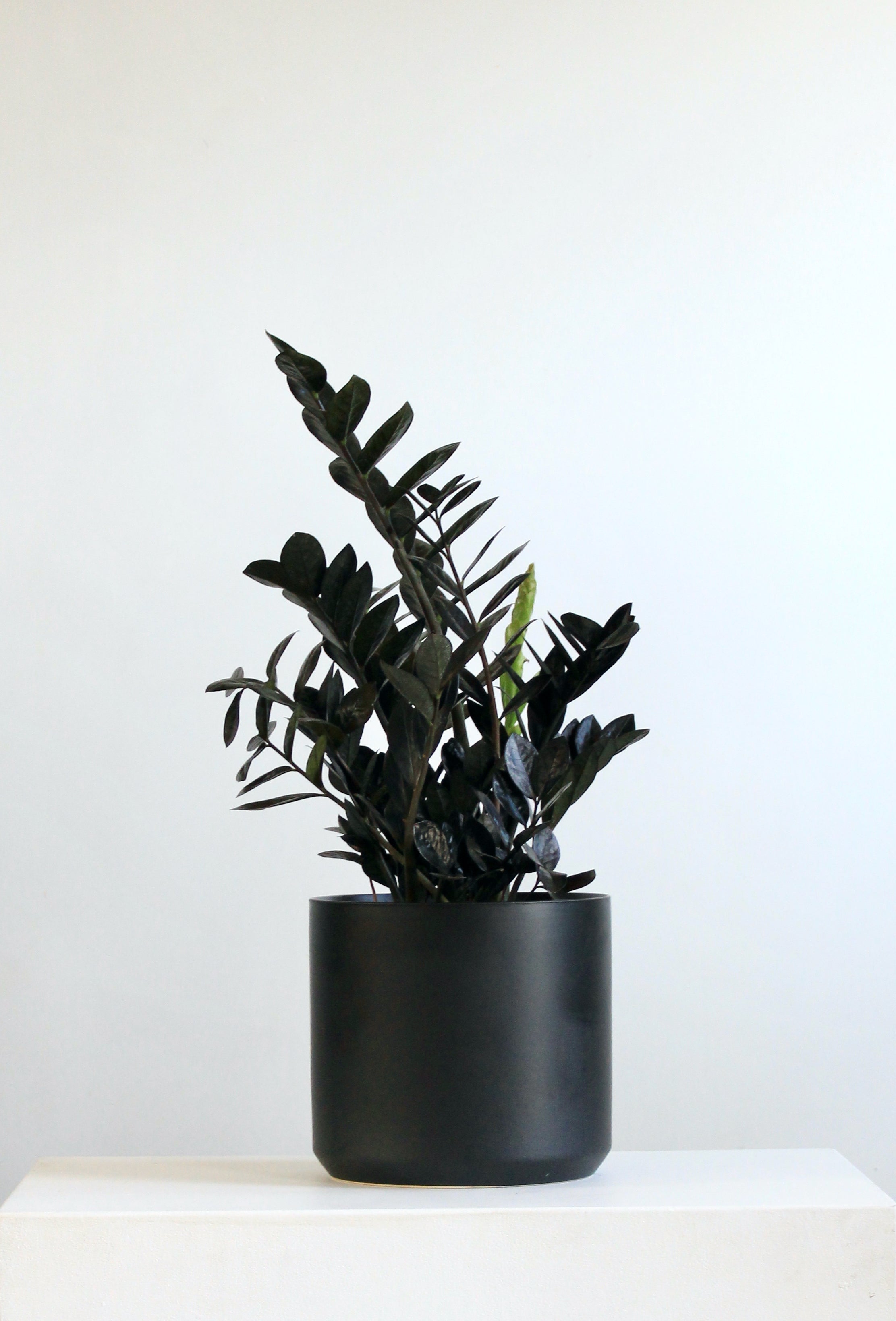 Kendall Ceramic Pot | 10 inch Nursery Pot
