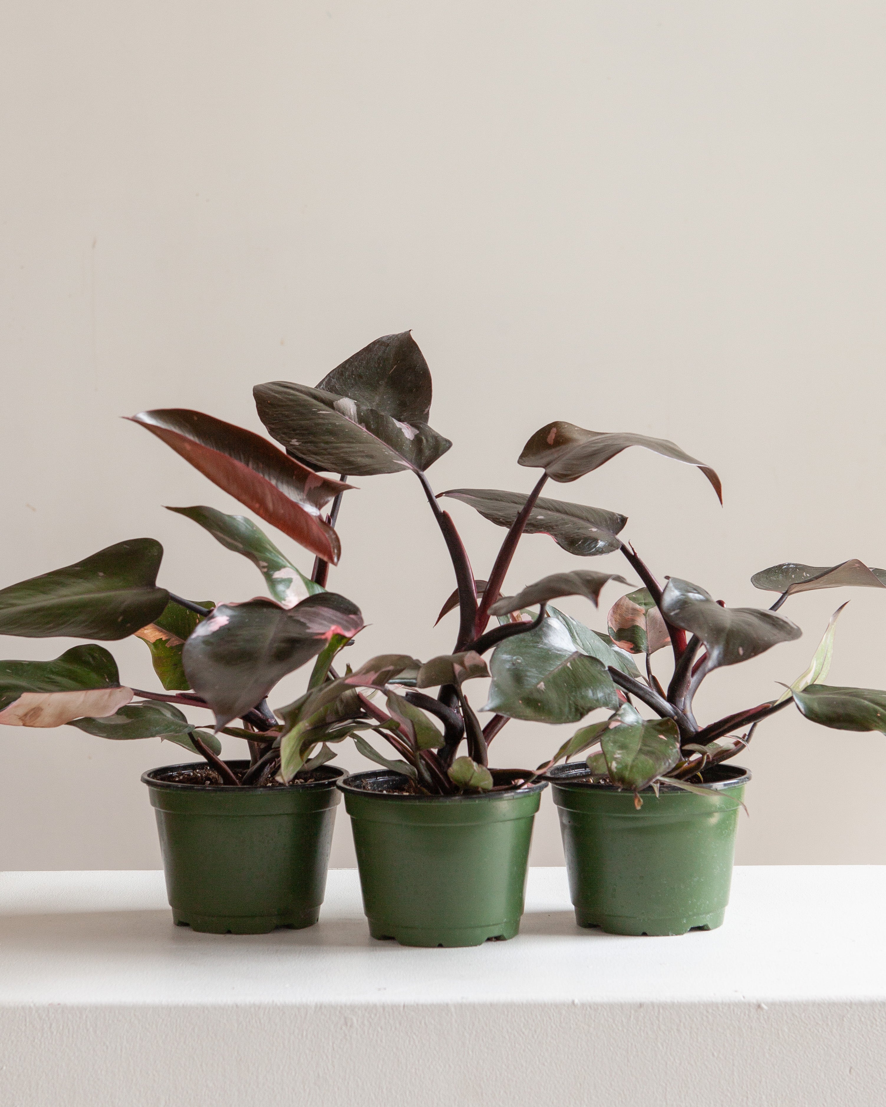PHILODENDRON 'PINK PRINCESS' 8" Grower Pot *COLLECTOR PLANT*