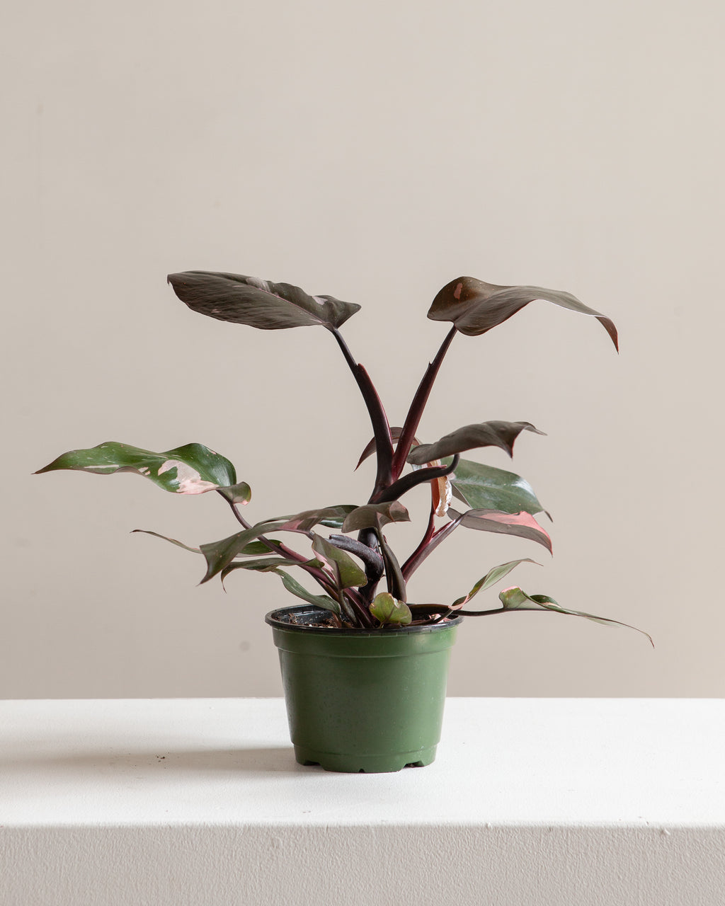 PHILODENDRON 'PINK PRINCESS' 8" Grower Pot *COLLECTOR PLANT*