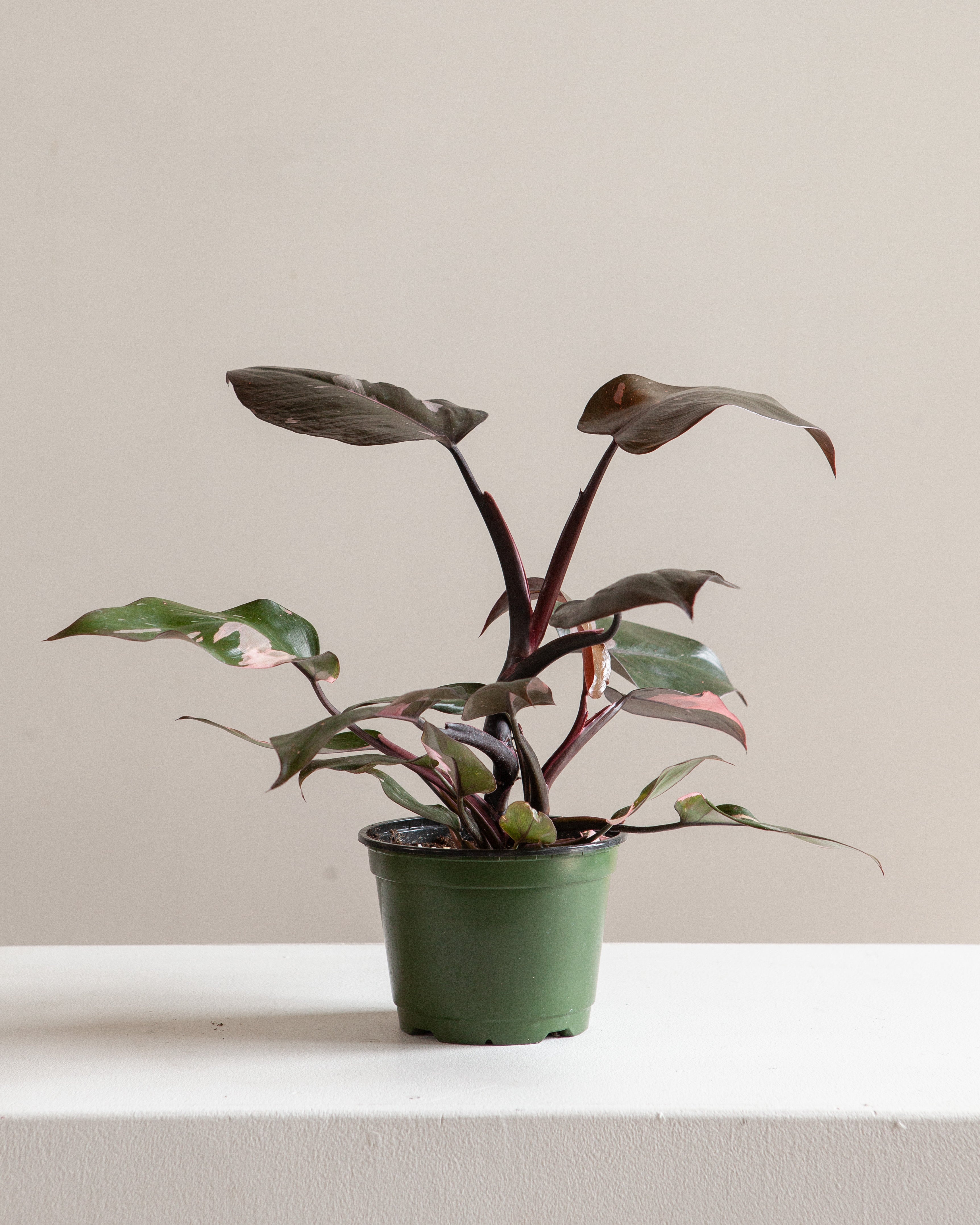 PHILODENDRON 'PINK PRINCESS' 8" Grower Pot *COLLECTOR PLANT*