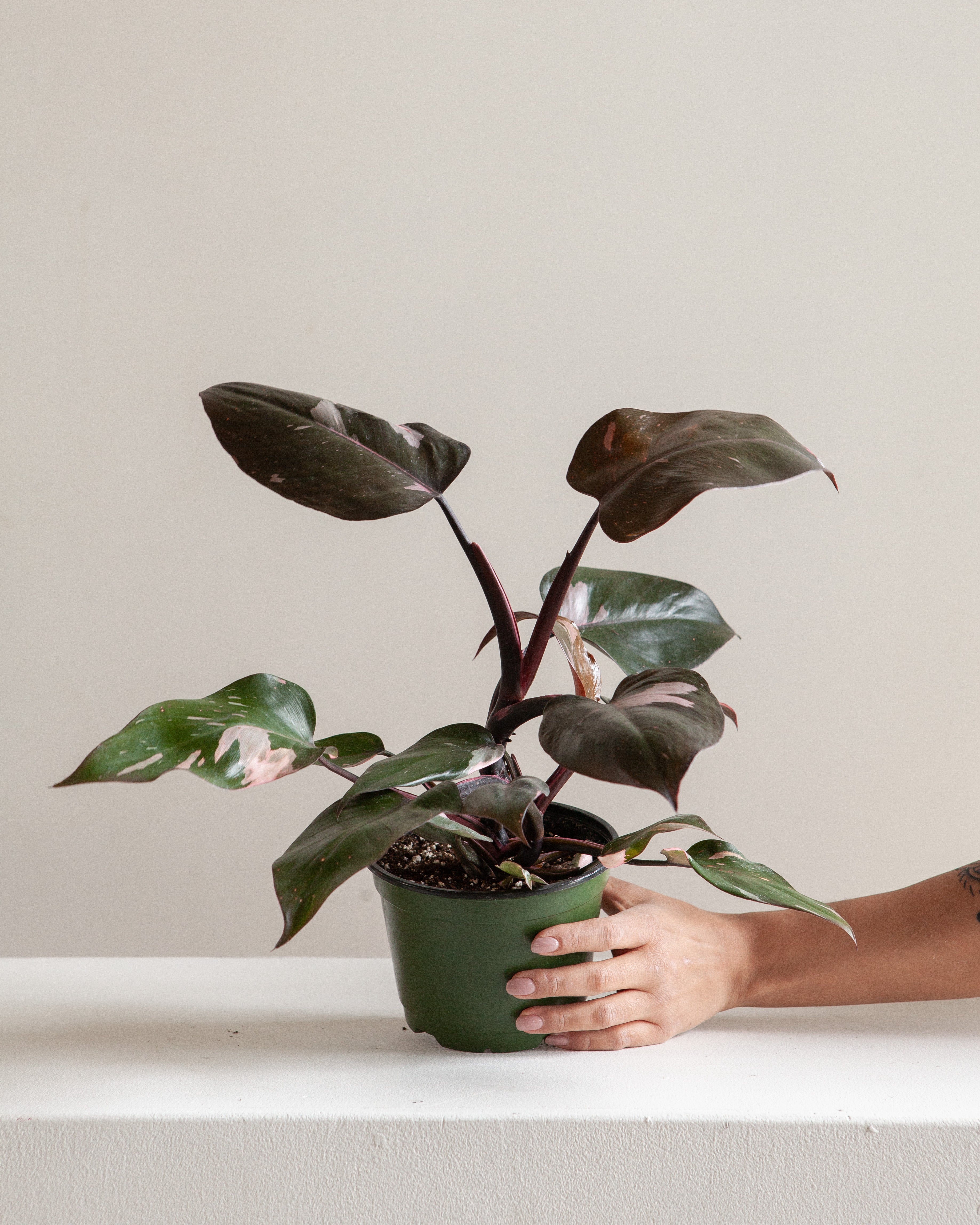 PHILODENDRON 'PINK PRINCESS' 8" Grower Pot *COLLECTOR PLANT*