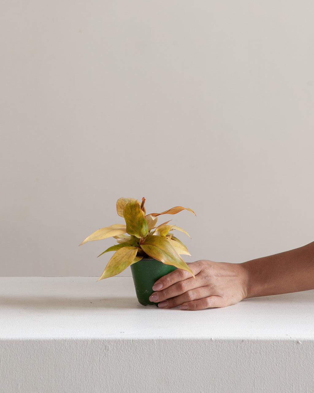 Quad Colour: Philodendron - 4 inch pot