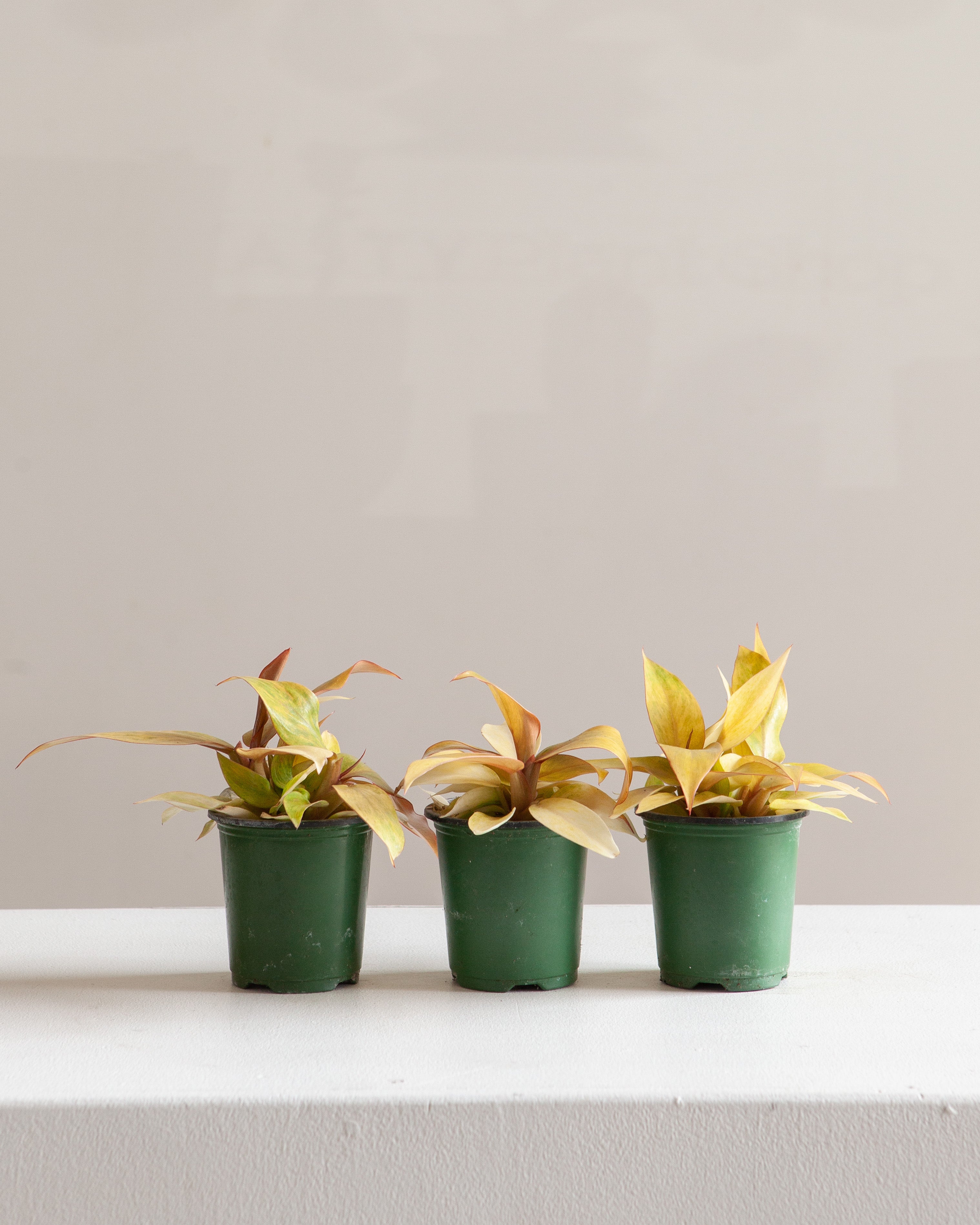 Quad Colour: Philodendron - 4 inch pot