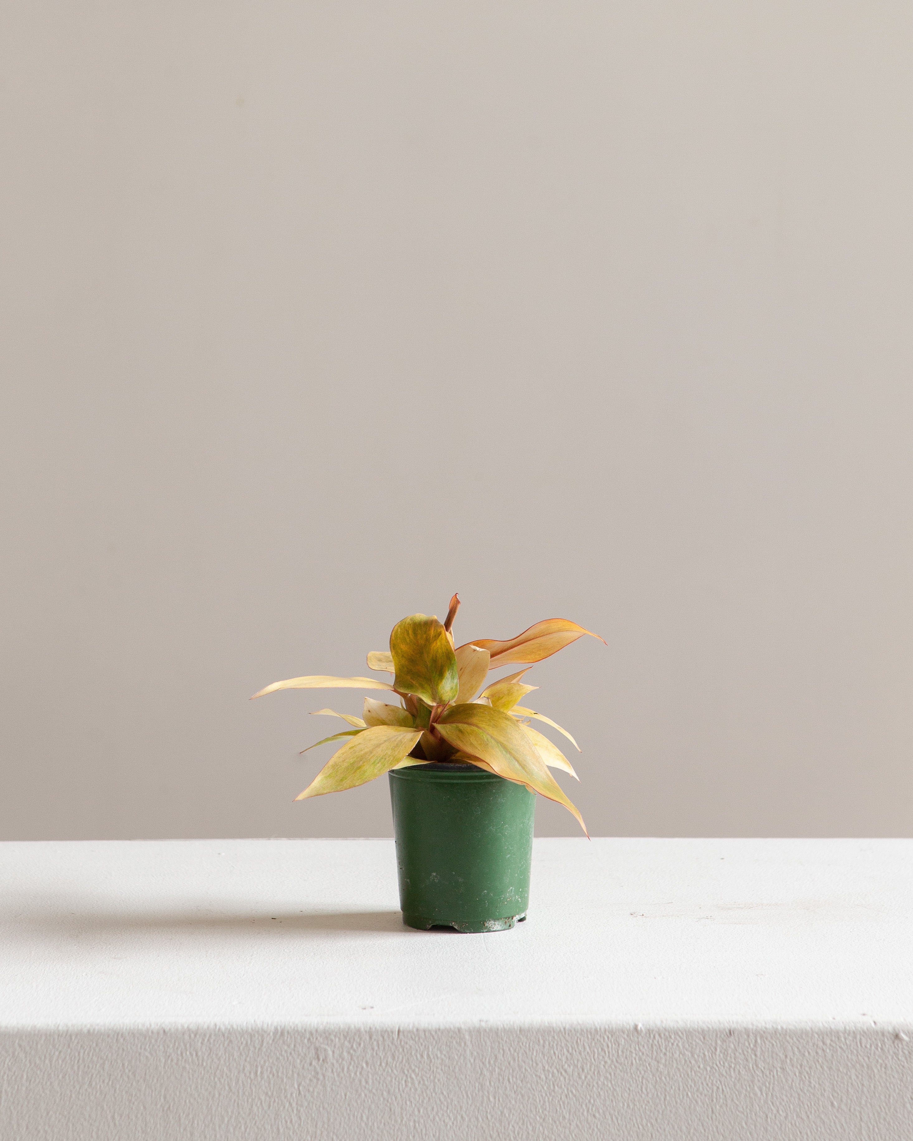 Quad Colour: Philodendron - 4 inch pot