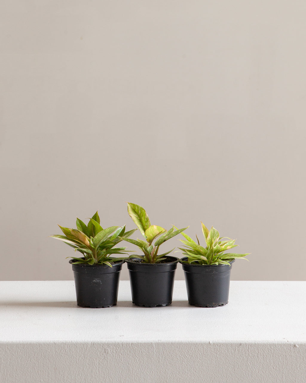 PHILODENDRON 'RING OF FIRE' 3" Grower Pot *COLLECTOR PLANT*