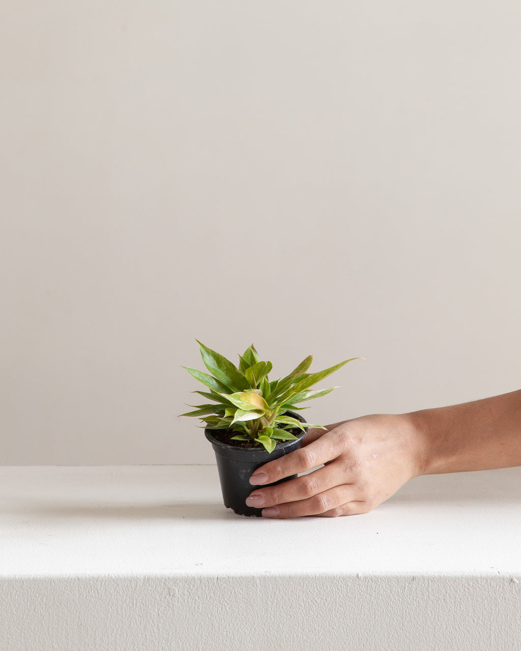 PHILODENDRON 'RING OF FIRE' 3" Grower Pot *COLLECTOR PLANT*