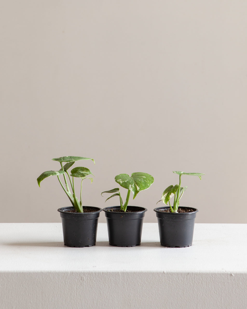 Variegated Monstera: Monstera deliciosa 'Thai Constellation' - 4 inch pot