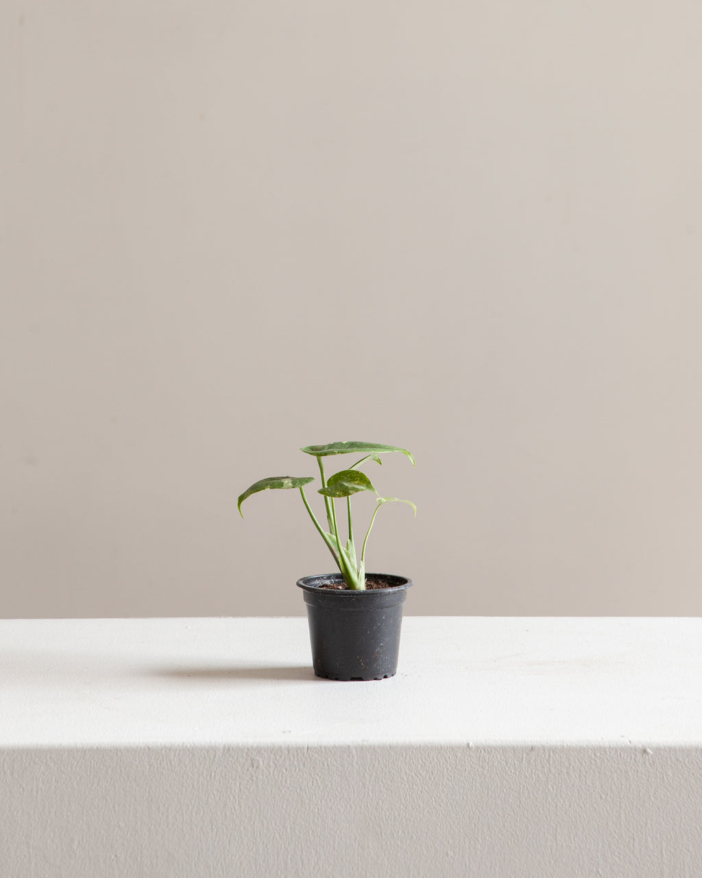 Variegated Monstera: Monstera deliciosa 'Thai Constellation' - 4 inch pot