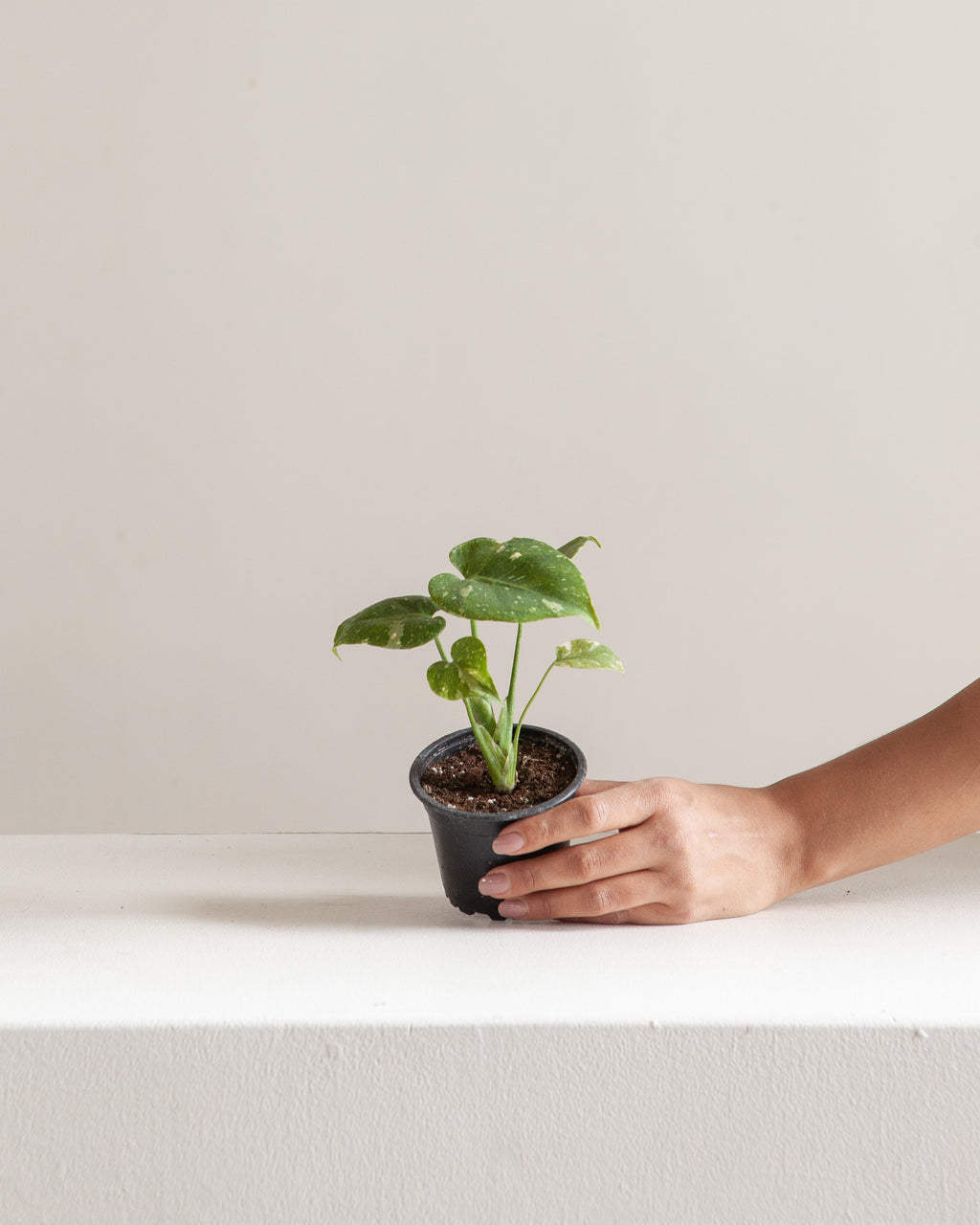 Variegated Monstera: Monstera deliciosa 'Thai Constellation' - 4 inch pot