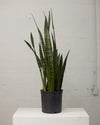 SNAKE PLANT (SANSEVIERIA 'ZEYLANICA') 10" Grower Pot
