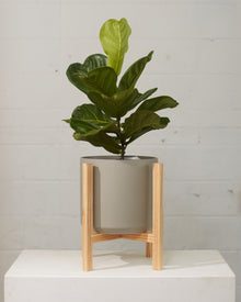  FIDDLE-LEAF FIG (FICUS LYRATA COLUMN) 10" Grower Pot (2-2.5' tall)