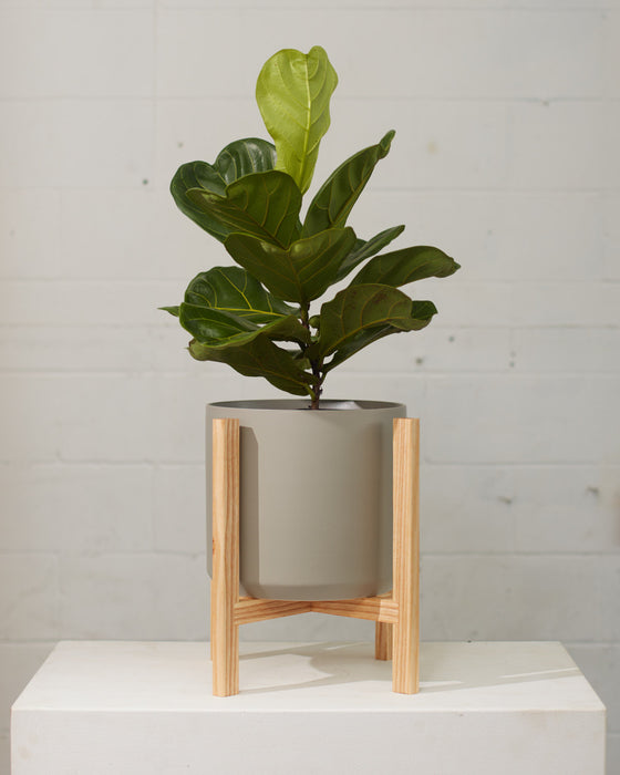 FIDDLE-LEAF FIG (FICUS LYRATA COLUMN) 10" Grower Pot (2-2.5' tall)