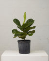 FIDDLE-LEAF FIG (FICUS LYRATA COLUMN) 10" Grower Pot (2-2.5' tall)