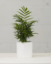 PARLOUR PALM 3.5-4" Grower Pot