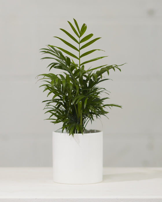 PARLOUR PALM 3.5-4" Grower Pot