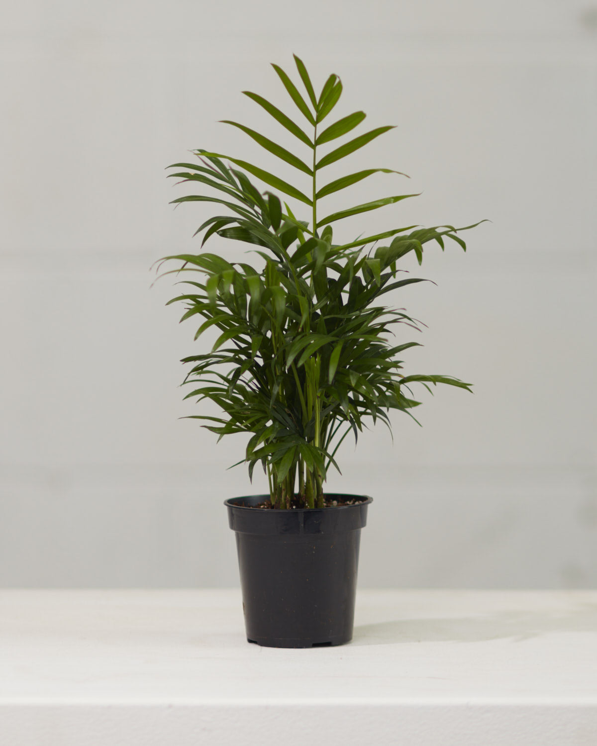 pot size for parlor palm Parlour Palm: Chamaedorea elegans
