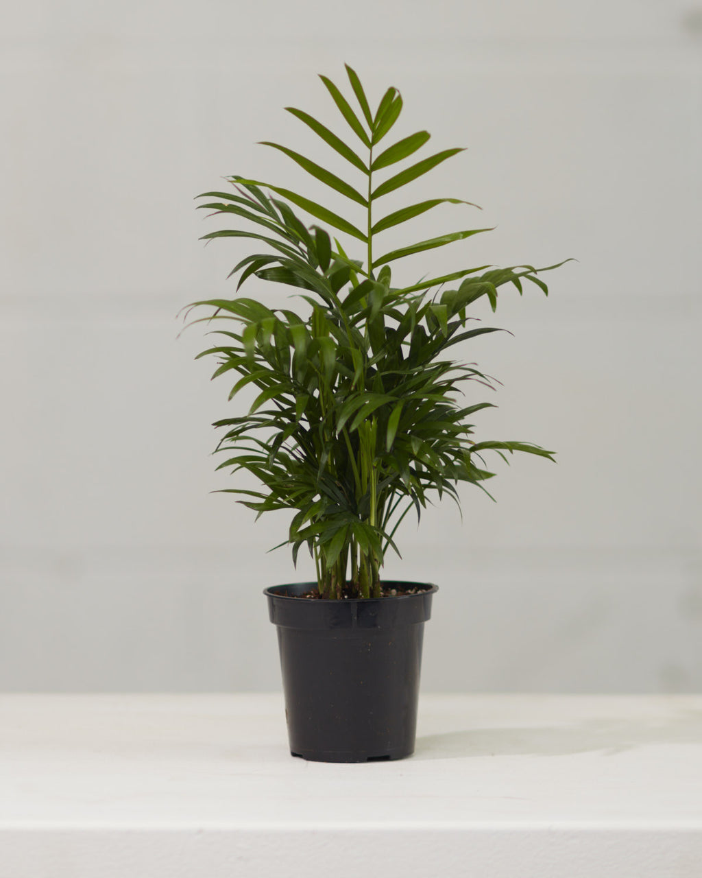 Parlour Palm: Chamaedorea elegans - 5 inch pot