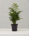 PARLOUR PALM 3.5-4" Grower Pot