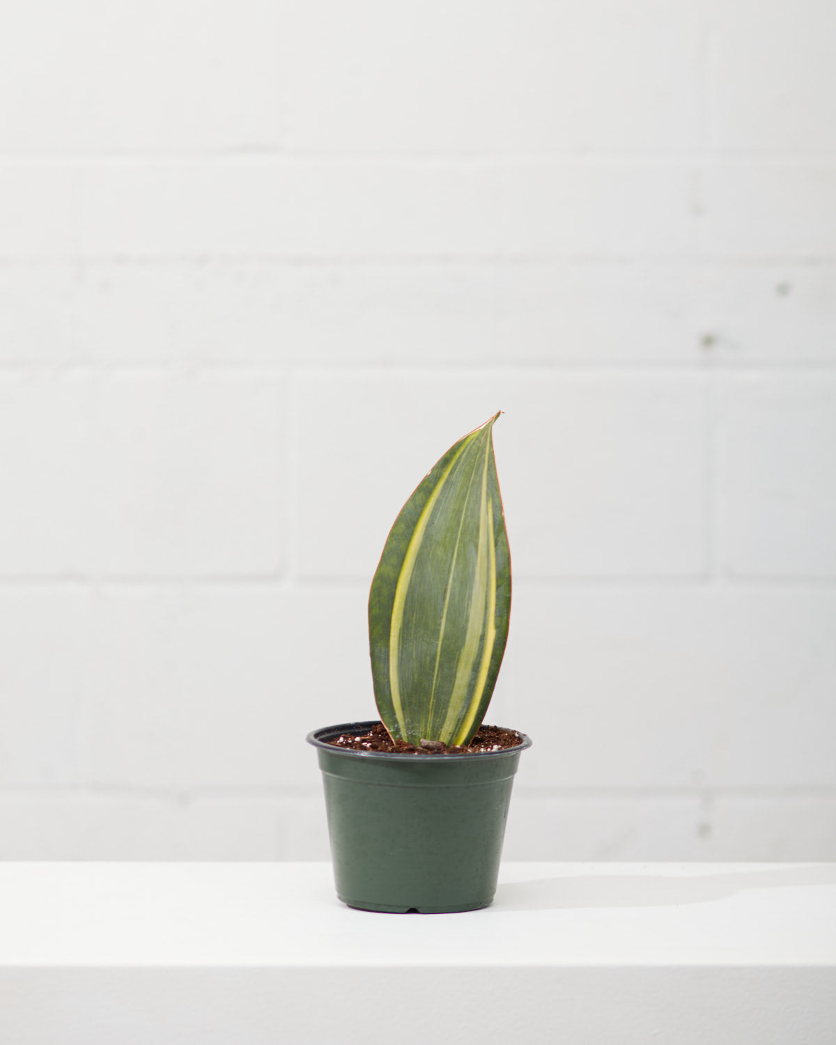 SANSEVIERIA VARIEGATED ‘SHARK FIN’ 6" Grower Pot