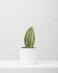 SANSEVIERIA VARIEGATED ‘SHARK FIN’ 6" Grower Pot
