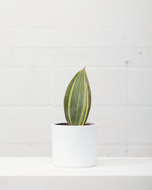  SANSEVIERIA VARIEGATED ‘SHARK FIN’ 6" Grower Pot