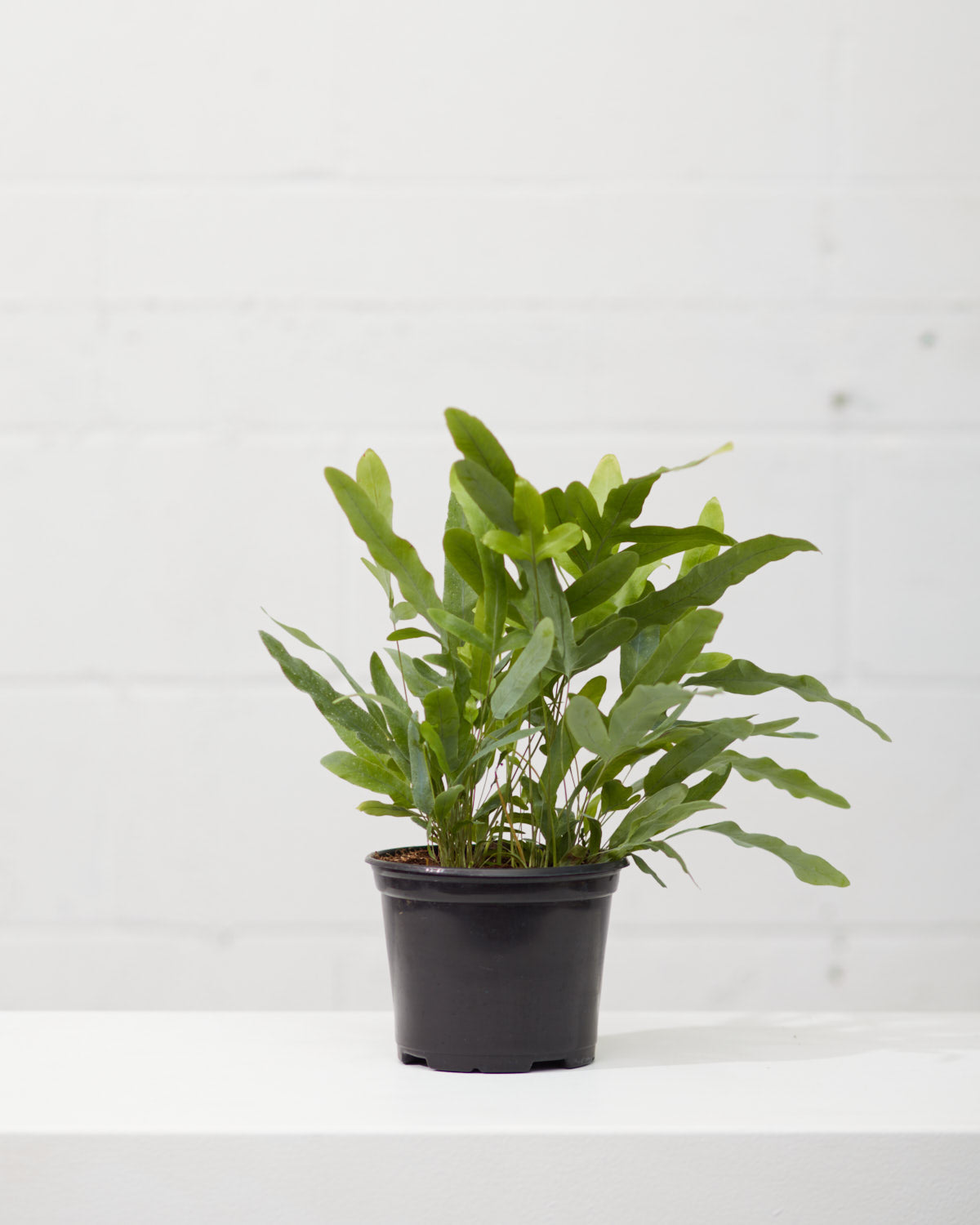 BLUE STAR FERN 6" Grower Pot
