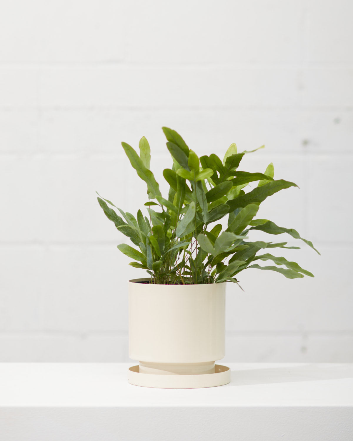 BLUE STAR FERN 6" Grower Pot