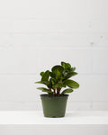 Baby Rubber Plant: Peperomia obtusifolia - 6 inch pot