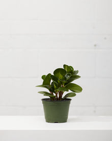  PEPEROMIA OBSTUSIFOLIA 6" Grower Pot